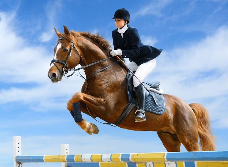 Een paardenhandelaar verkoopt vier wedstrijdpaarden aan buitenlandse kopers en past het nultarief toe, omdat de paarden later uitgevoerd worden. Bij drie paarden ligt meer dan een half jaar tussen het moment van verkoop en het moment van uitvoer. Ondertussen nemen de paarden actief deel aan